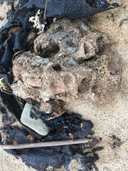Pyura praeputialis