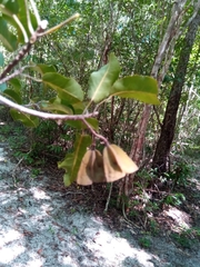 Nesogordonia stylosa image