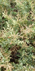 Chenopodium parabolicum