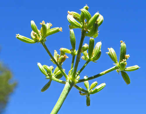 Lomatium triternatum observed 2026-07-08