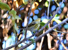 Setophaga tigrina