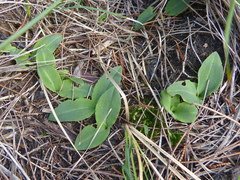 Chiloglottis curviclavia