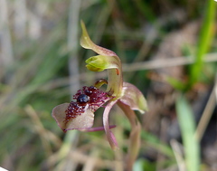 Chiloglottis curviclavia