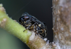 Clastoptera lineatocollis