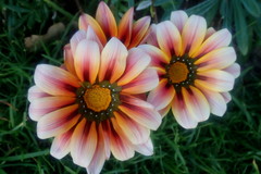Gazania × splendens