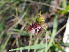 Chiloglottis curviclavia