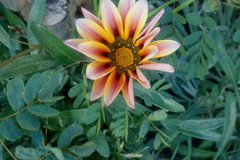 Gazania × splendens