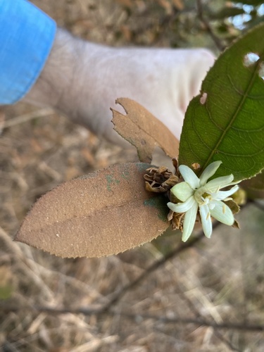 Kalahari Titbitbush