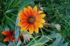 Gazania × splendens