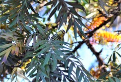 Setophaga tigrina
