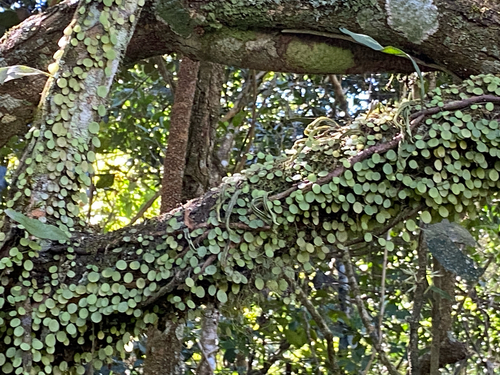 Peperomia rotundifolia, photograph 6