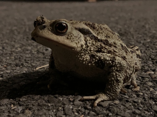 Erdkröte