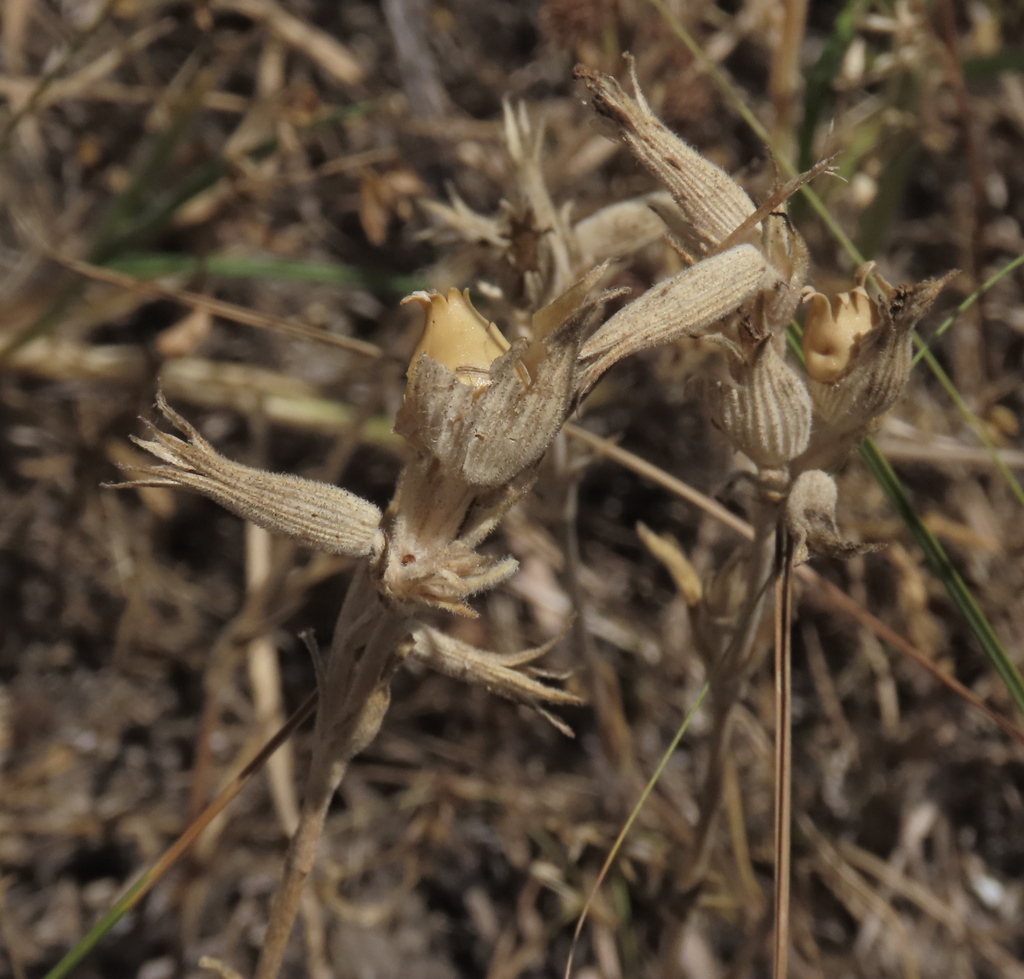 Silene subconica; photograph (c) Oleksandr Shynder, some rights reserved (CC BY)
