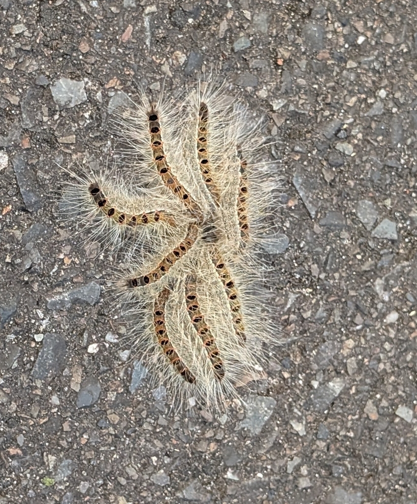 Thaumetopoea pinivora