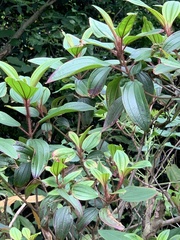 Melastoma sanguineum