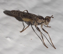 Boreothrinax maculipennis