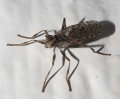 Boreothrinax maculipennis