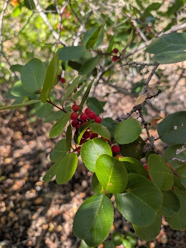 iNaturalist observation photo of island redberry