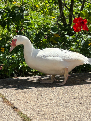 Cairina moschata observed 2026-07-10