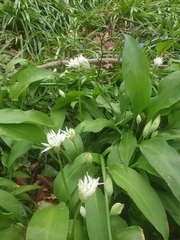Allium ursinum