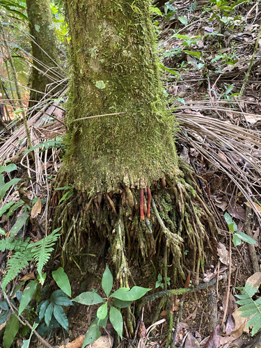 Euterpe edulis, photograph 4