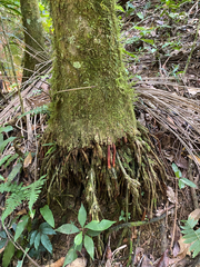 Euterpe edulis, photograph (c) Rafael Silva, some rights reserved (CC BY-SA)