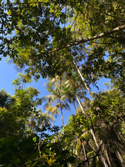 Euterpe edulis, photograph (c) Rafael Silva, some rights reserved (CC BY-SA)