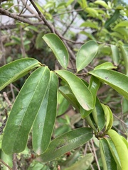 Annona squamosa