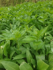 Mercurialis perennis