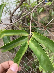 Annona squamosa