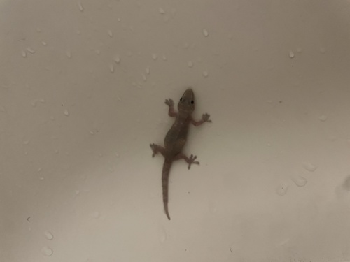 Hemidactylus frenatus observed 2026-07-10