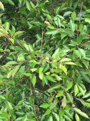 Syzygium formosanum