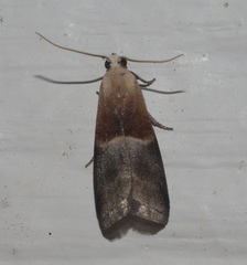 Acrobasis demotella