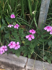 Catharanthus roseus