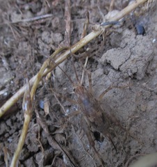 Pleioplectron simplex