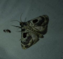 Thyridopyralis gallaerandialis