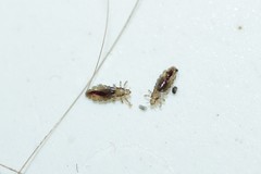 Pediculus humanus capitis