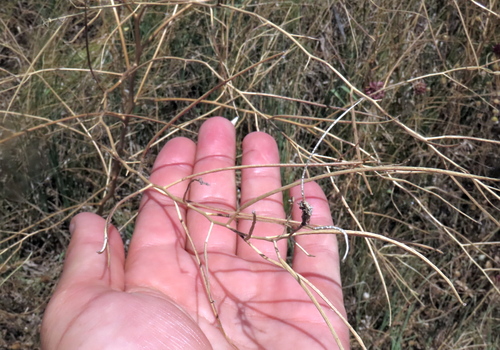 Sisymbrium altissimum, photograph 5