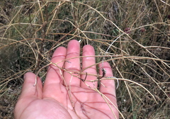 Sisymbrium altissimum, photograph (c) Oleksandr Shynder, some rights reserved (CC BY)
