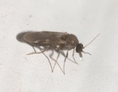 Culicoides