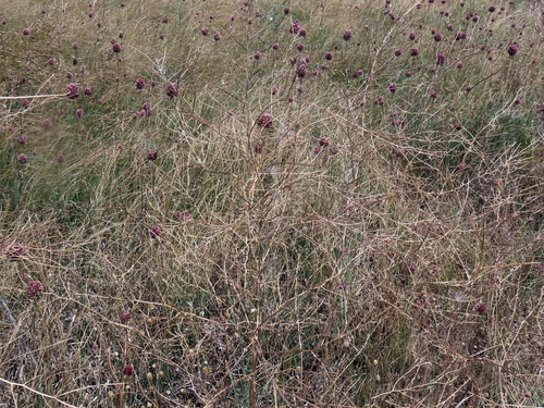 Sisymbrium altissimum, photograph 6