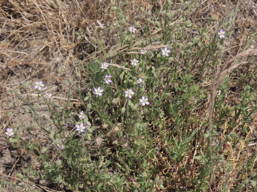 Spergularia media, photograph 2