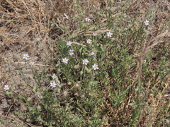 Spergularia media, photograph (c) Oleksandr Shynder, some rights reserved (CC BY)
