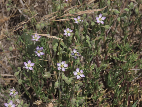 Spergularia media, photograph 3