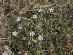 Spergularia media, photograph (c) Oleksandr Shynder, some rights reserved (CC BY)