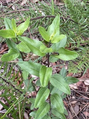 Palafoxia feayi