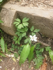 Anemonoides nemorosa