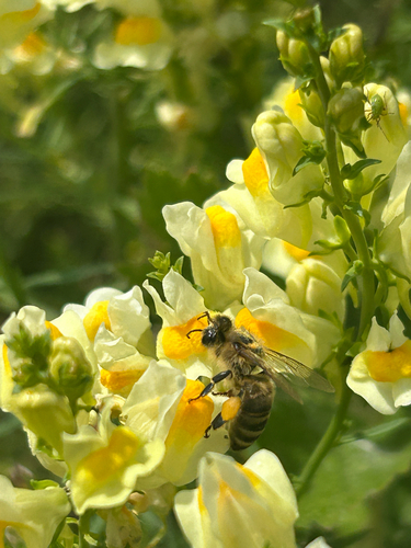 Image of Apis mellifera by no rights reserved