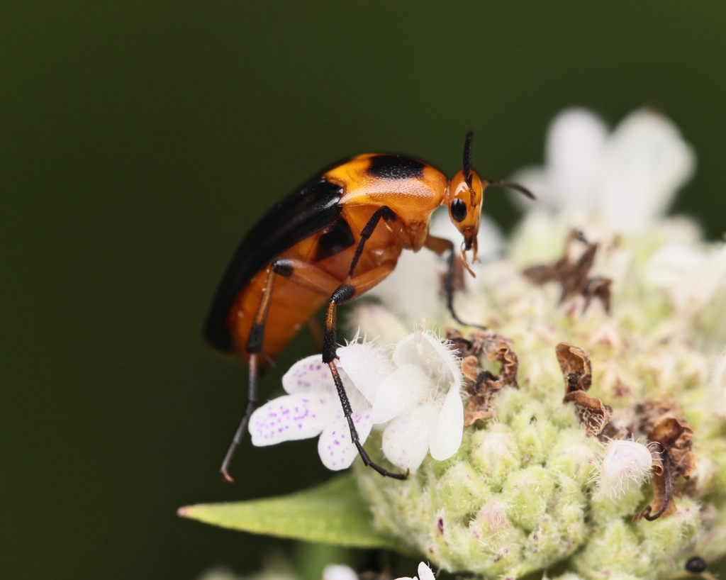 Bordered Wedge-shaped Beetle