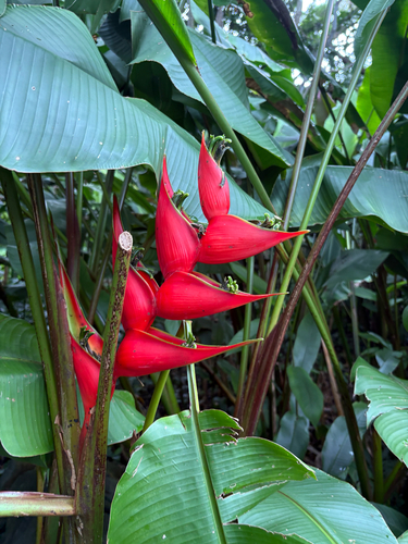 Heliconia stricta observed 2025-12-30